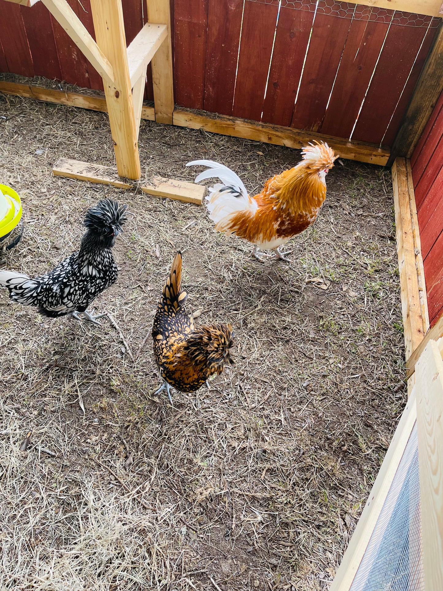 Polish Hatching Eggs (Read Description)