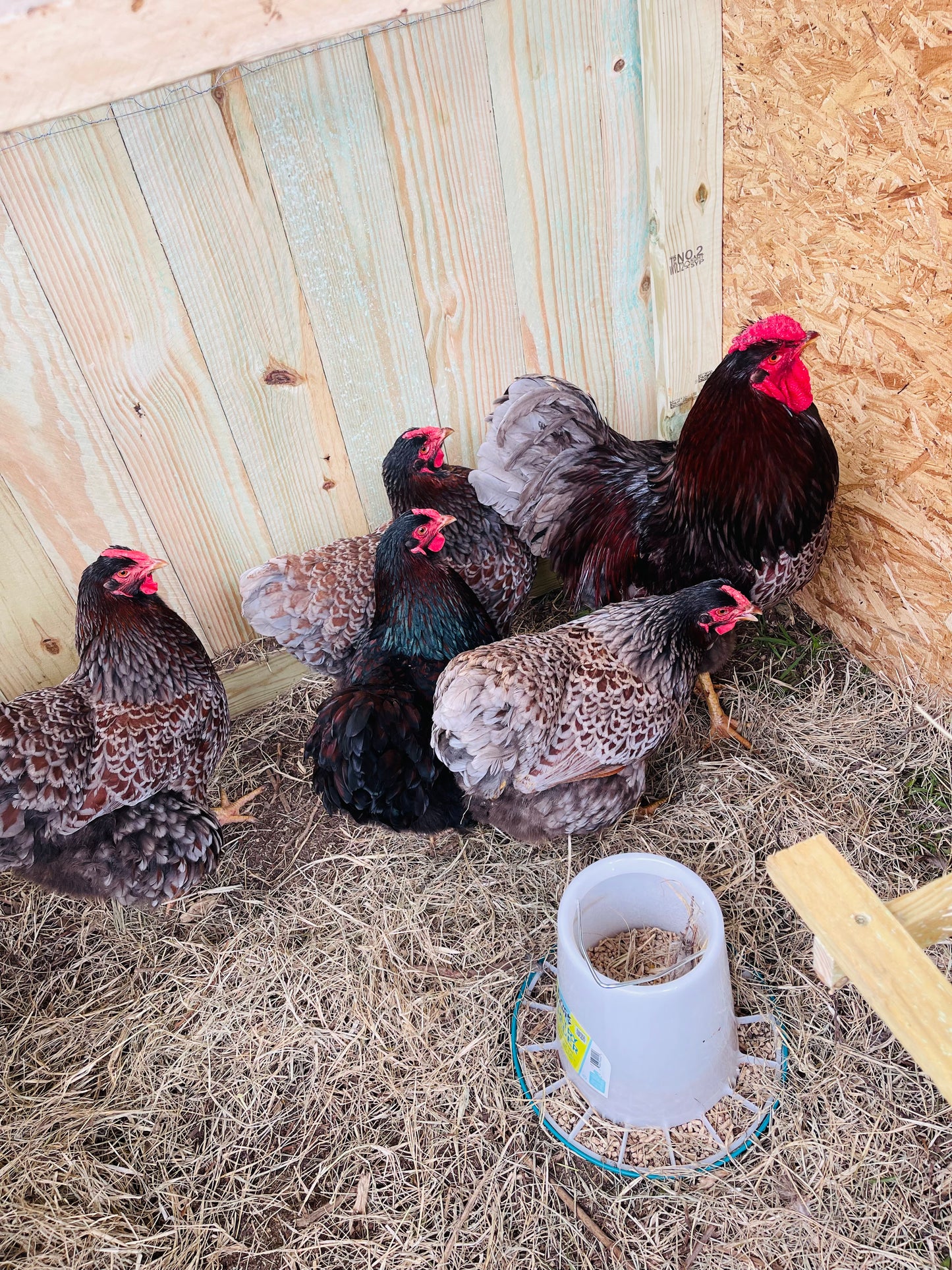BLRW Hatching Eggs (Read description)