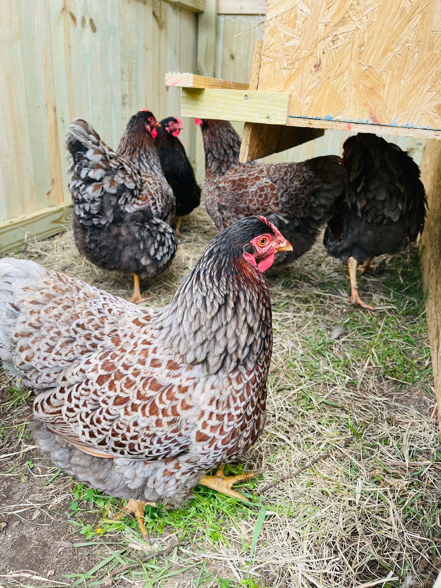 BLRW Hatching Eggs (Read description)
