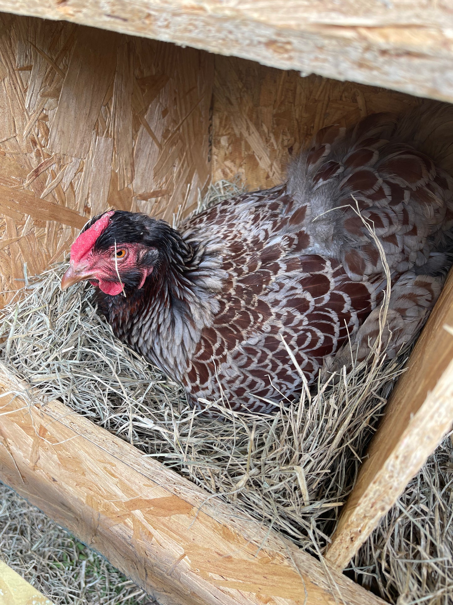 BLRW Hatching Eggs (Read description)