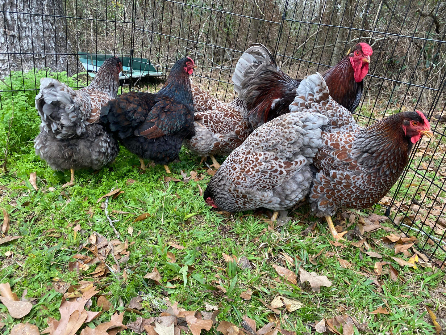 BLRW Hatching Eggs (Read description)