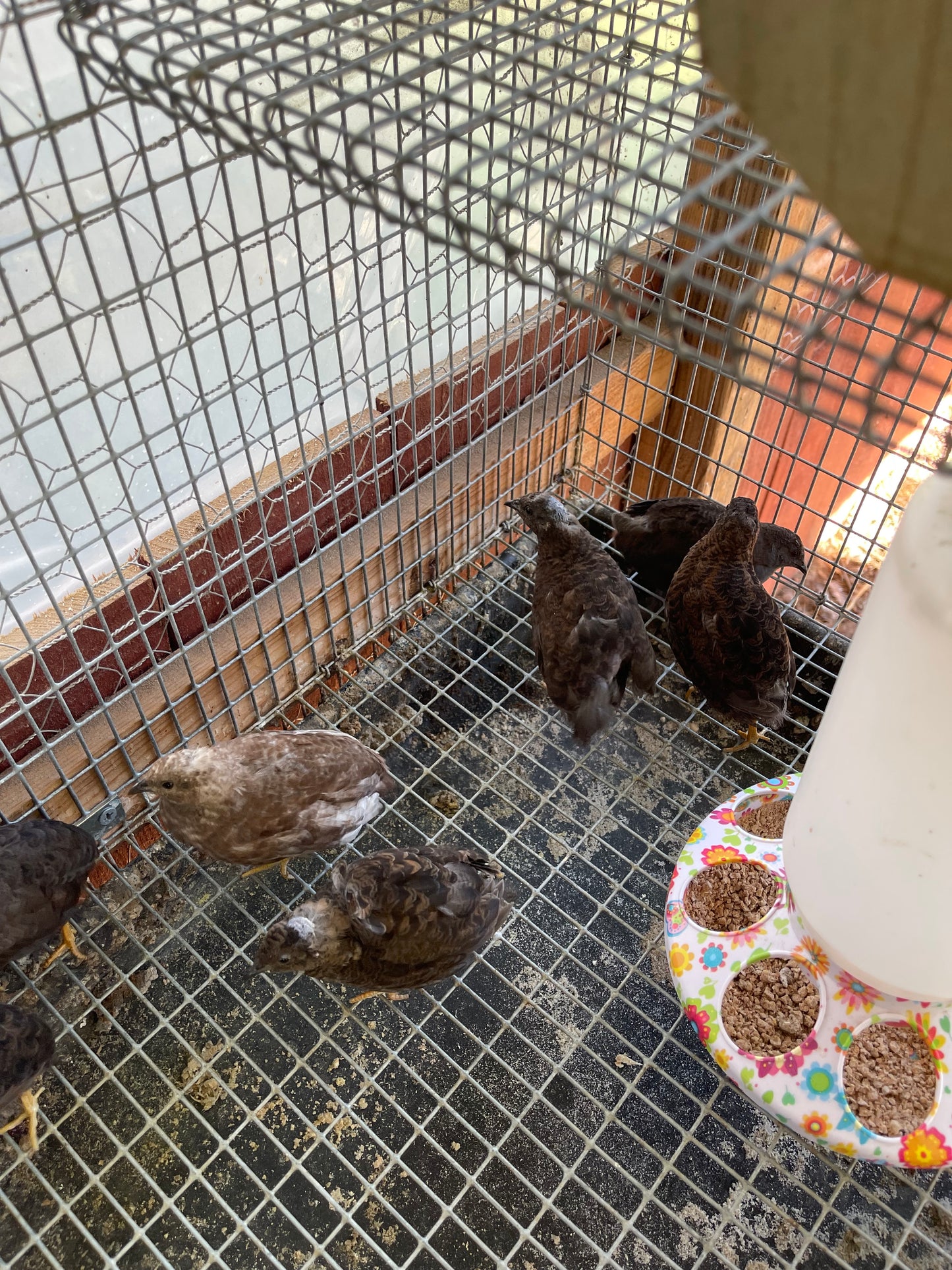 Button quail Hatching Eggs (Read Description)