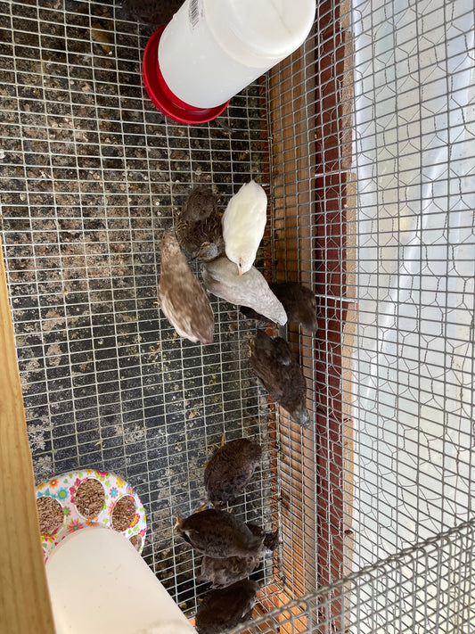 Button quail Hatching Eggs (Read Description)