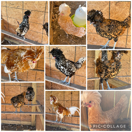 Polish Hatching Eggs (Read Description)