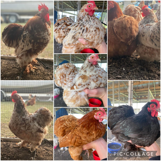 Cochin Hatching Eggs (Read Description)