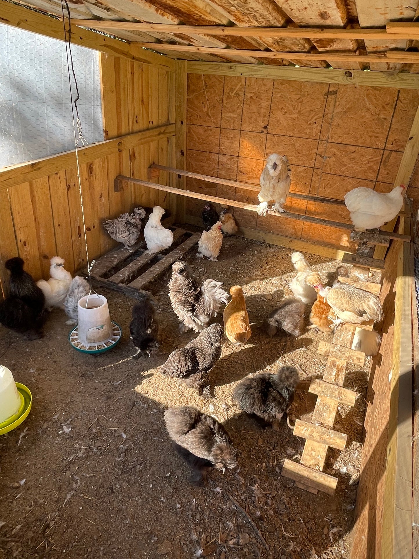 Silkie/satin/frizzle Hatching Eggs (Read Description)