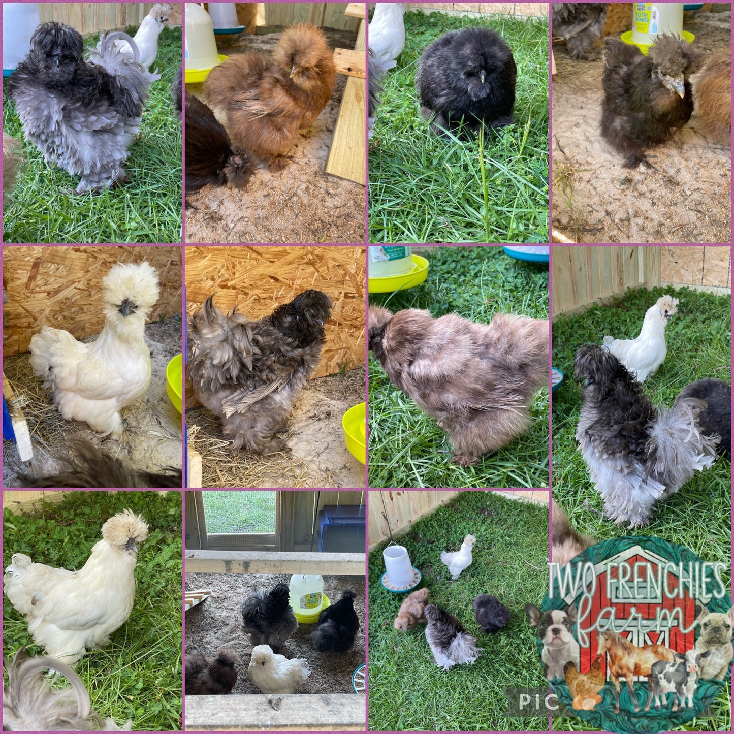 Silkie/satin/frizzle Hatching Eggs (Read Description)