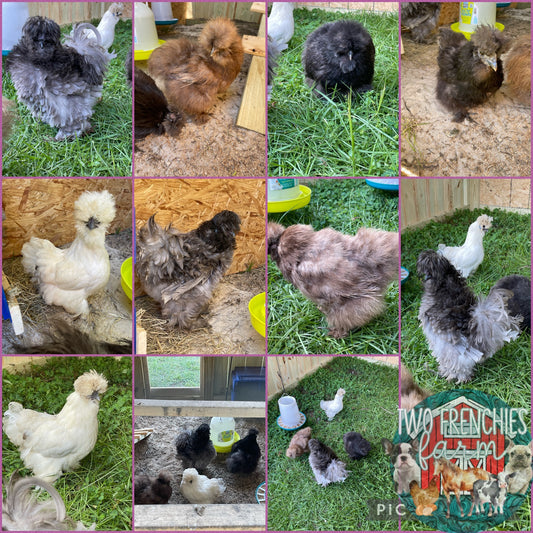 Silkie/satin/frizzle Hatching Eggs (Read Description)