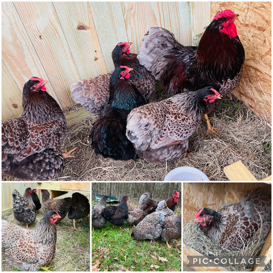 BLRW Hatching Eggs (Read description)